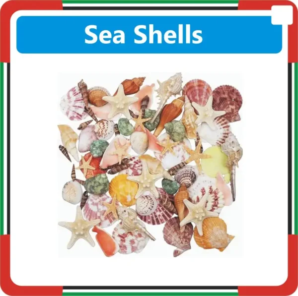 Shell Near Sea Shells Suppliers in Dubai UAE | Sea Shell Shop Near Me